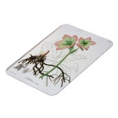 Helleborus Niger van 'Phytographie Medicale' door  Magneet (Linkerzijde)