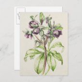 Helleborus Orientalis van Helen Ballard Briefkaart (Voorkant / Achterkant)