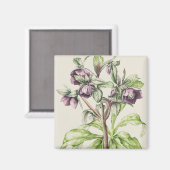 Helleborus Orientalis van Helen Ballard Magneet (Voorkant / Achterkant)