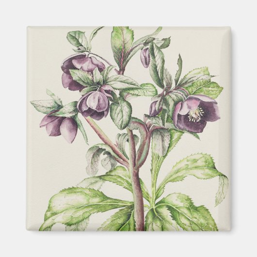 Helleborus Orientalis van Helen Ballard Magneet (Voorkant)