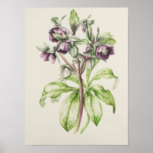 Helleborus Orientalis van Helen Ballard Poster
