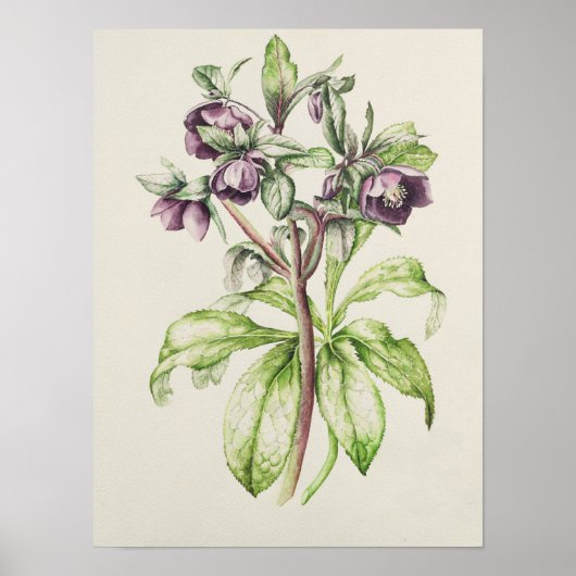 Helleborus Orientalis van Helen Ballard Poster (Voorkant)