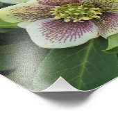 Helleborus van 12 x 12 inch foto afdruk (Hoek)