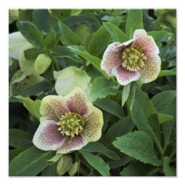 Helleborus van 12 x 12 inch foto afdruk