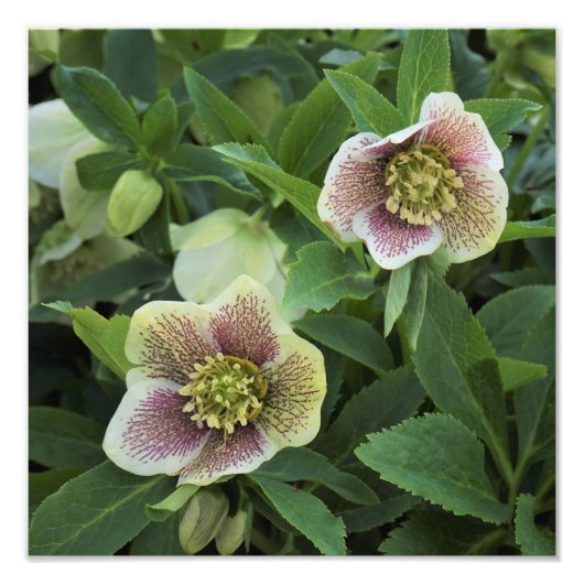 Helleborus van 12 x 12 inch foto afdruk (Voorkant)