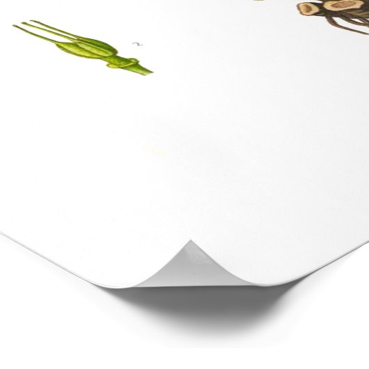 Helleborus viridis poster (Hoek)