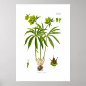 Helleborus viridis poster (Voorkant)