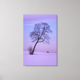 Hellende boom in besneeuwd veld; Chippewa County; Canvas Afdruk