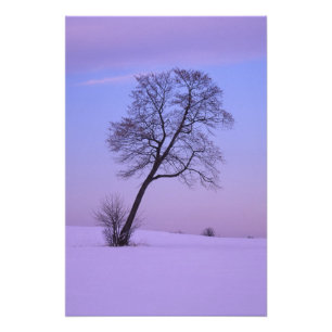 Hellende boom in besneeuwd veld; Chippewa County; Foto Afdruk