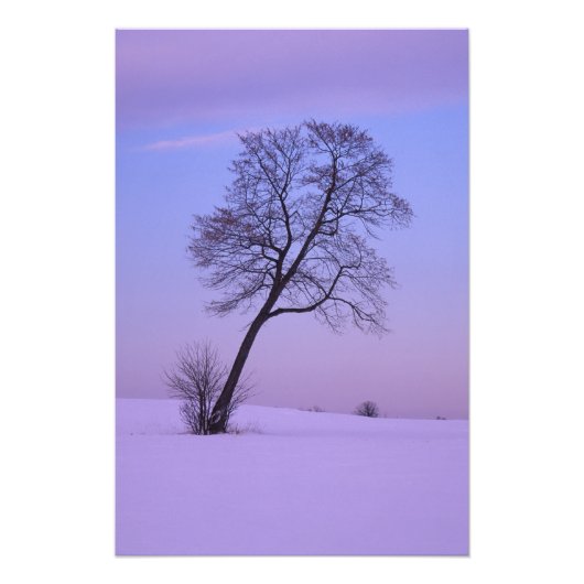 Hellende boom in besneeuwd veld; Chippewa County; Foto Afdruk (Voorkant)