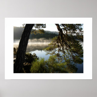 Hellende pijnboom bij Derwentwater: het Lake Distr Poster