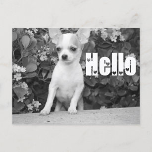 Hello Chihuahua Puppy Dog Post Card Briefkaart