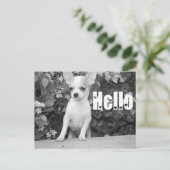 Hello Chihuahua Puppy Dog Post Card Briefkaart (Staand voorkant)