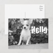 Hello Chihuahua Puppy Dog Post Card Briefkaart (Voorkant / Achterkant)