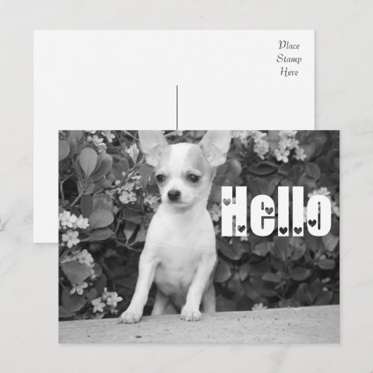 Hello Chihuahua Puppy Dog Post Card Briefkaart (Voorkant / Achterkant)