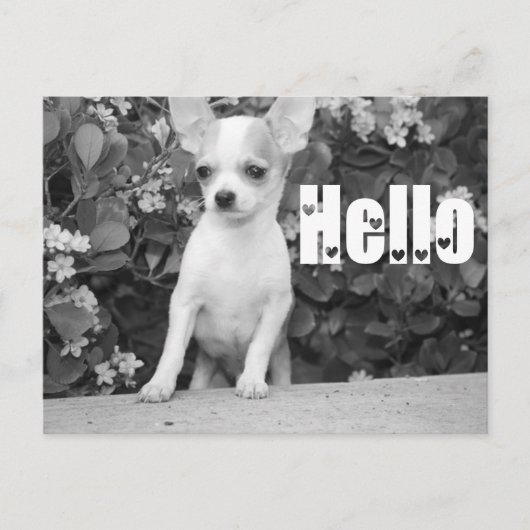 Hello Chihuahua Puppy Dog Post Card Briefkaart (Voorkant)