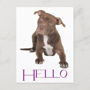 Hello Pit Bull Puppy Dog Blank Postcard Briefkaart