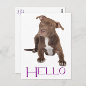 Hello Pit Bull Puppy Dog Blank Postcard Briefkaart (Voorkant / Achterkant)