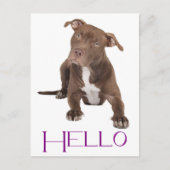 Hello Pit Bull Puppy Dog Blank Postcard Briefkaart (Voorkant)