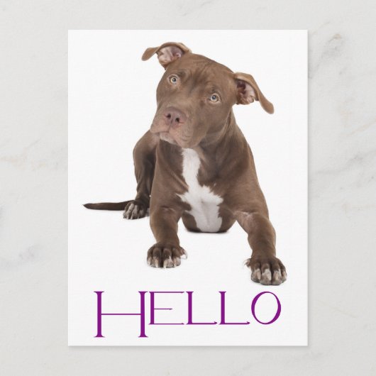 Hello Pit Bull Puppy Dog Blank Postcard Briefkaart (Voorkant)