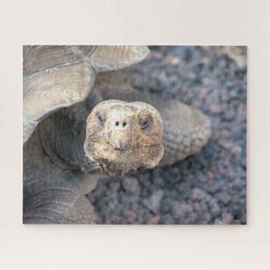 Hello There-Giant Tortoise Legpuzzel (Horizontaal)