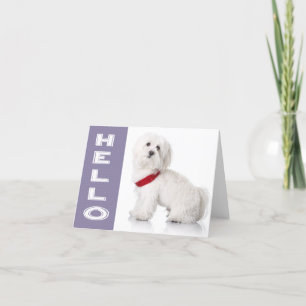 Hello White Maltese Puppy Dog Blank Note Card Kaart