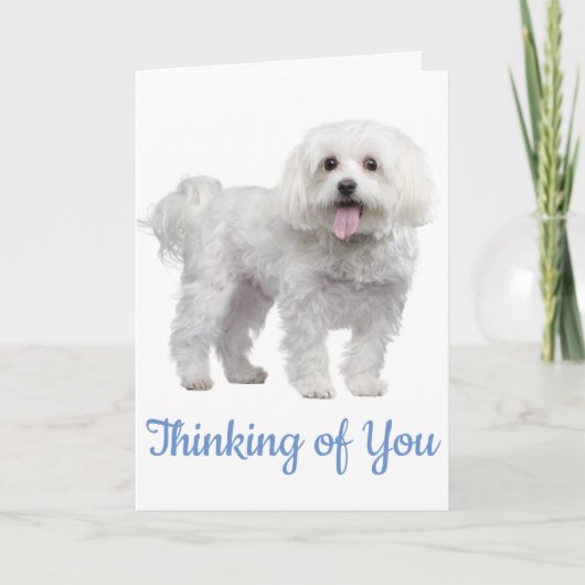 Hello White Maltese Puppy Dog Thinking Of You Kaart (Voorkant)