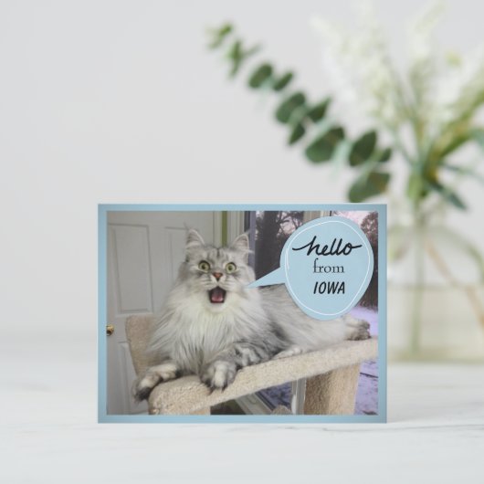 "Helloooo" van UW State Cat Briefkaart (Staand voorkant)