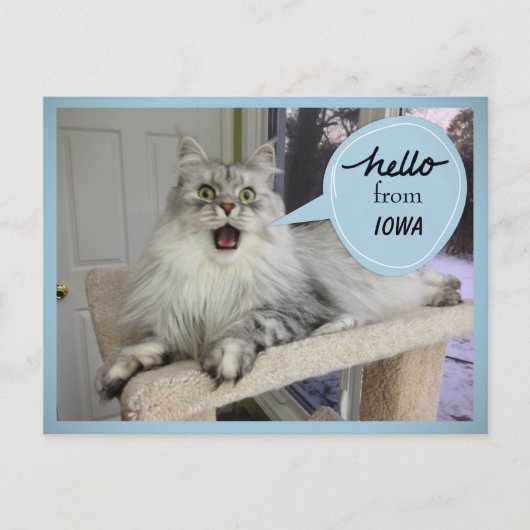 "Helloooo" van UW State Cat Briefkaart (Voorkant)