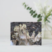 Hells Canyon Idaho Flora Fungi Lichen Mosses Briefkaart (Staand voorkant)