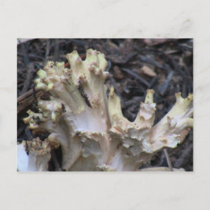 Hells Canyon Idaho Flora Fungi Lichen Mosses Briefkaart