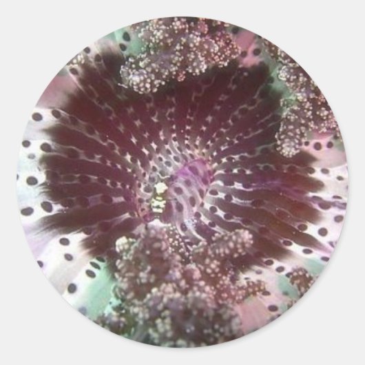 Hellsfire Anemone Ronde Sticker (Voorkant)