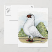 Helm:  Rode duif Briefkaart (Voorkant / Achterkant)