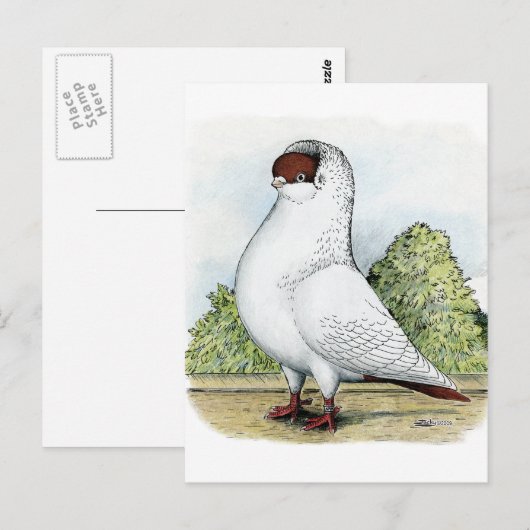 Helm:  Rode duif Briefkaart (Voorkant / Achterkant)