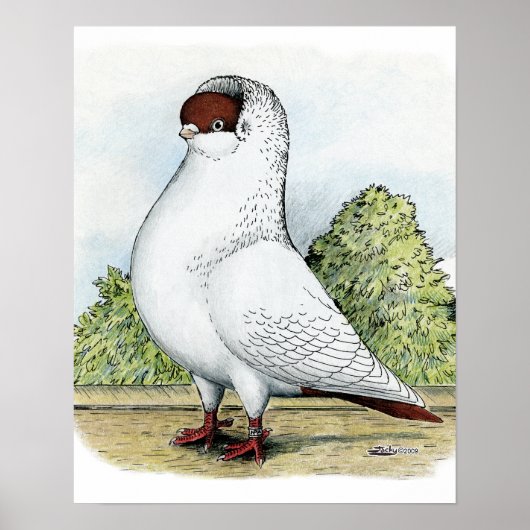 Helmet: Rode duif Poster (Voorkant)