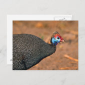 Helmeted Guinea Fowl (Numida meleagris). Afrika, Briefkaart (Voorkant / Achterkant)
