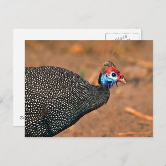 Helmeted Guinea Fowl (Numida meleagris). Afrika, Briefkaart (Voorkant / Achterkant)
