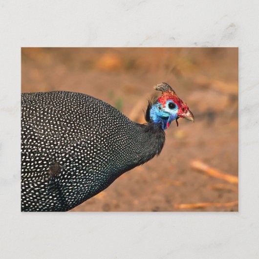Helmeted Guinea Fowl (Numida meleagris). Afrika, Briefkaart (Voorkant)