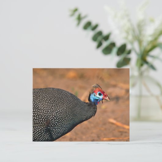 Helmeted Guinea Fowl (Numida meleagris). Afrika, Briefkaart (Staand voorkant)