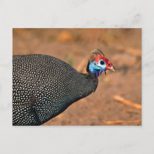 Helmeted Guinea Fowl (Numida meleagris). Afrika, Briefkaart