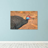 Helmeted Guinea Fowl (Numida meleagris). Afrika, Canvas Afdruk (Insitu (Houten vloer))