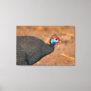 Helmeted Guinea Fowl (Numida meleagris). Afrika, Canvas Afdruk
