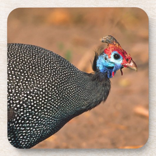 Helmeted Guinea Fowl (Numida meleagris). Afrika, Drankjes Onderzetter (Voorkant)