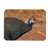 Helmeted Guinea Fowl (Numida meleagris). Afrika, Magneet (Horizontaal)