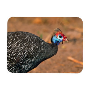 Helmeted Guinea Fowl (Numida meleagris). Afrika, Magneet