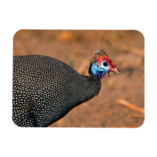 Helmeted Guinea Fowl (Numida meleagris). Afrika, Magneet (Horizontaal)
