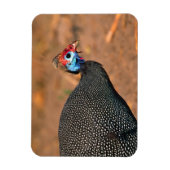 Helmeted Guinea Fowl (Numida meleagris). Afrika, Magneet (Verticaal)