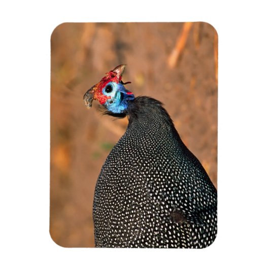 Helmeted Guinea Fowl (Numida meleagris). Afrika, Magneet (Verticaal)