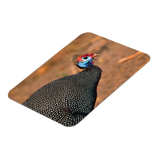 Helmeted Guinea Fowl (Numida meleagris). Afrika, Magneet (Linkerzijde)