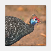 Helmeted Guinea Fowl (Numida meleagris). Afrika, Magneet (Voorkant)